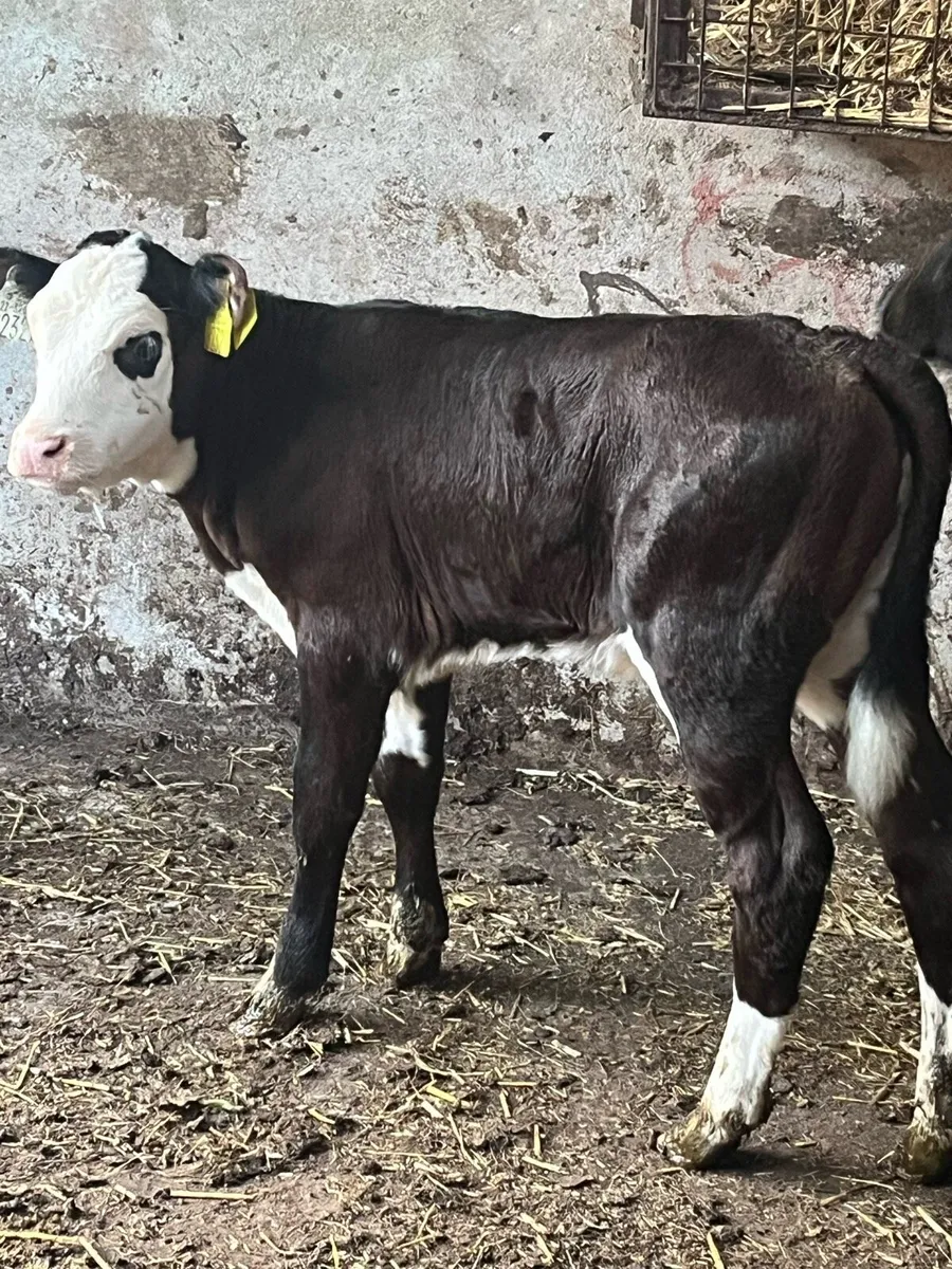Super Heifer calf - Image 4