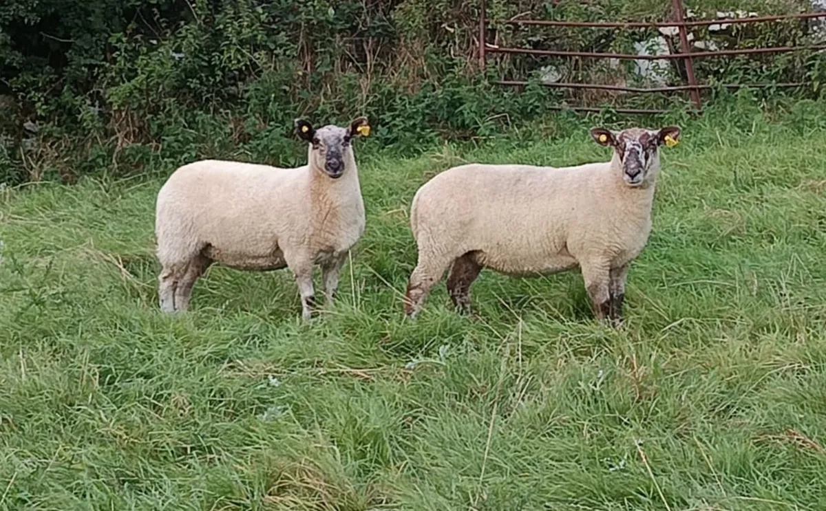 Hoggets - Image 1