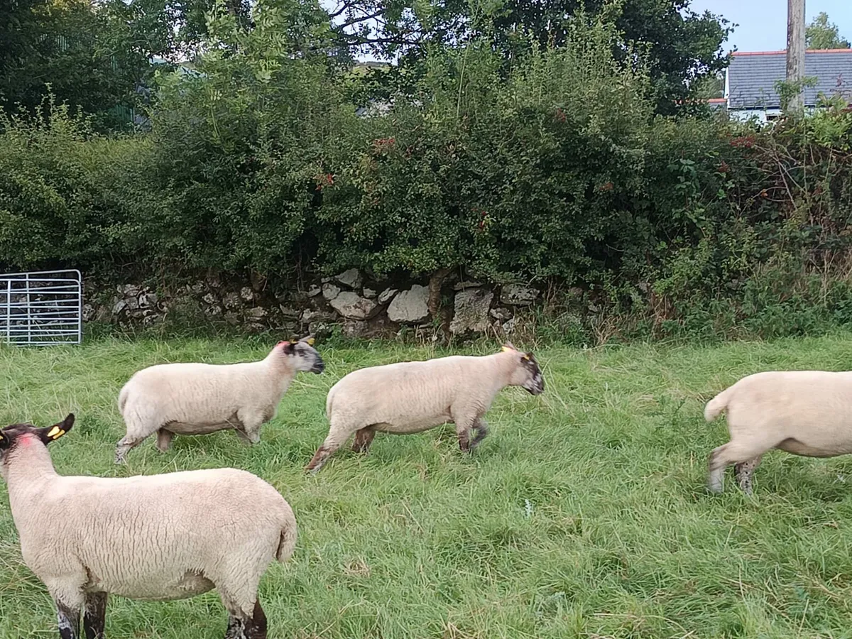 Hoggets - Image 2
