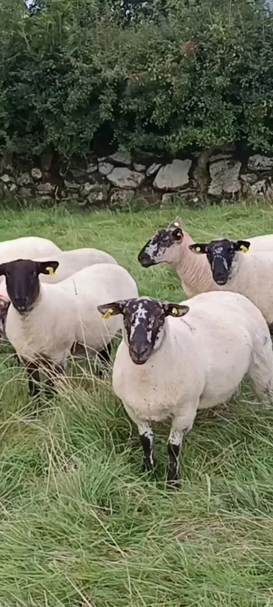 Hoggets - Image 3