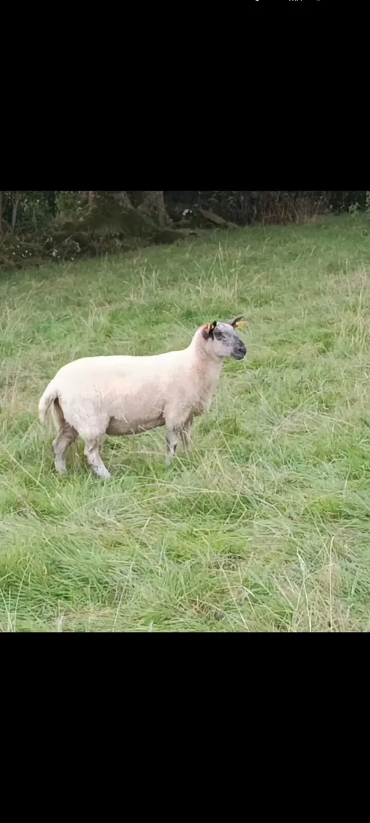 Hoggets - Image 4