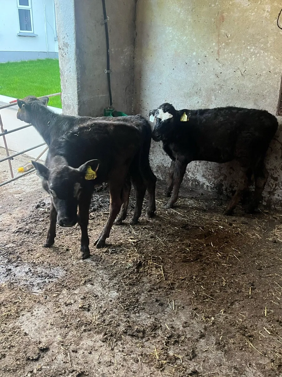3 Angus heifer runners - Image 1