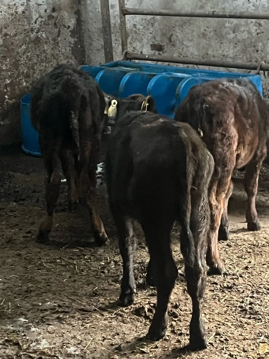 3 Angus heifer runners - Image 2
