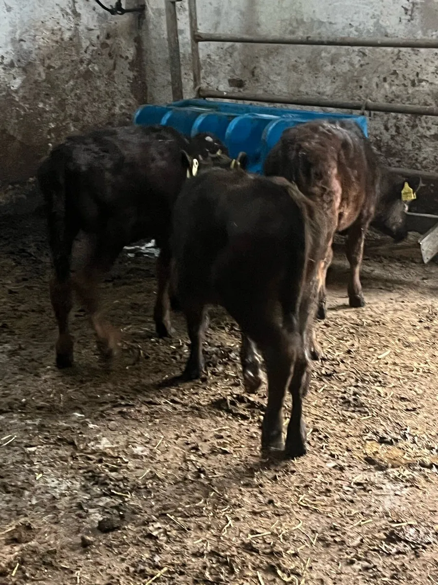 3 Angus heifer runners - Image 3