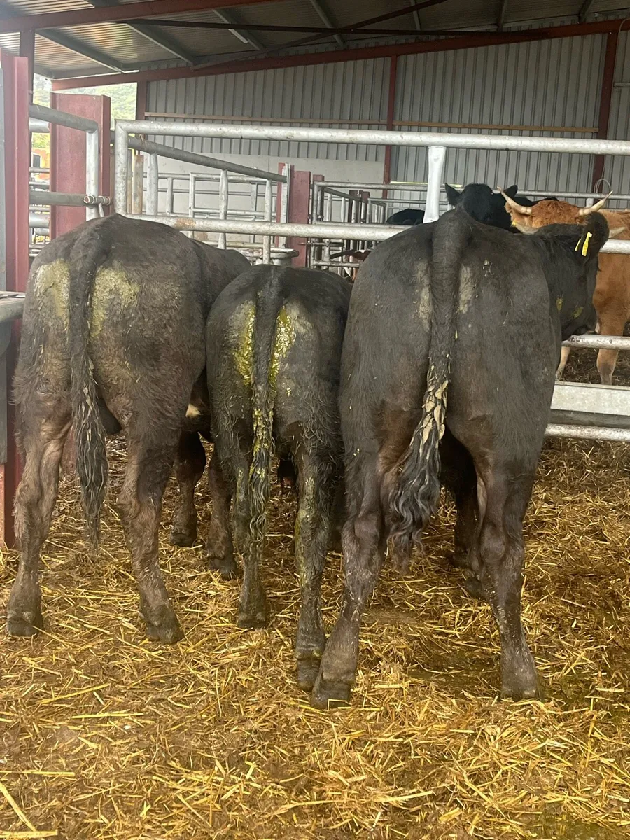 Suckler bred Bulls - Image 1