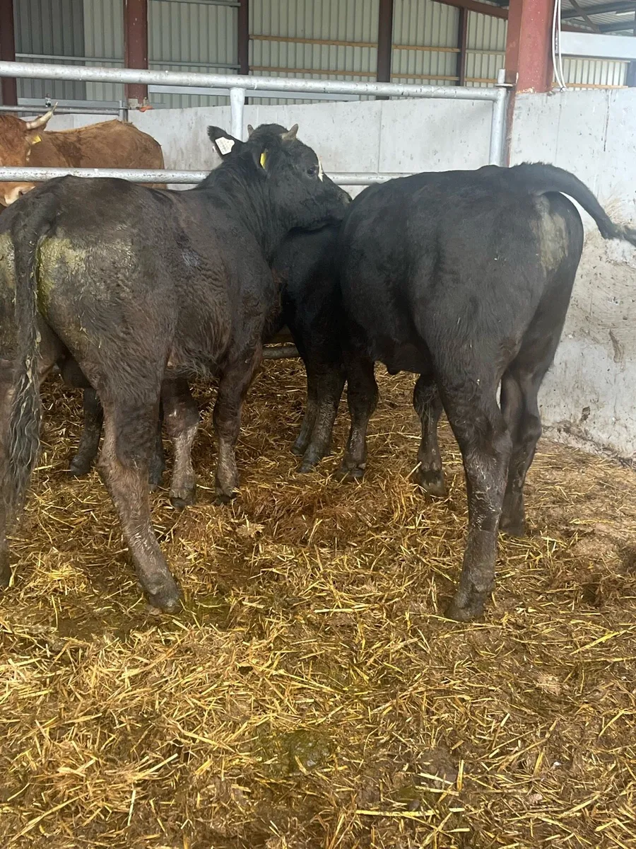 Suckler bred Bulls - Image 2