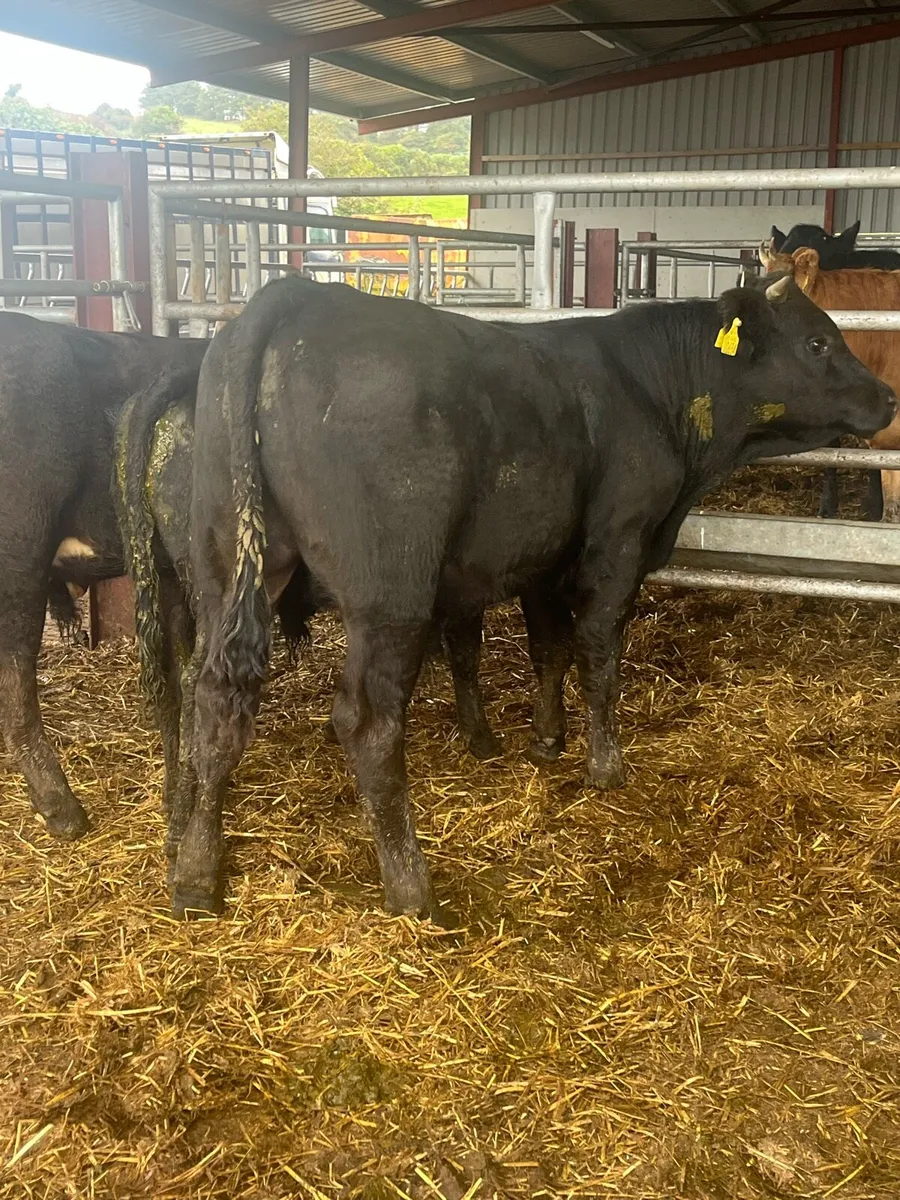 Suckler bred Bulls - Image 3