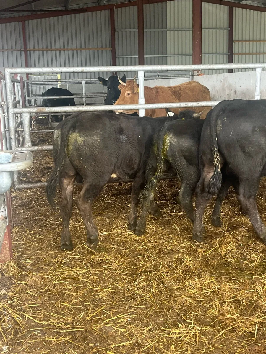 Suckler bred Bulls - Image 4