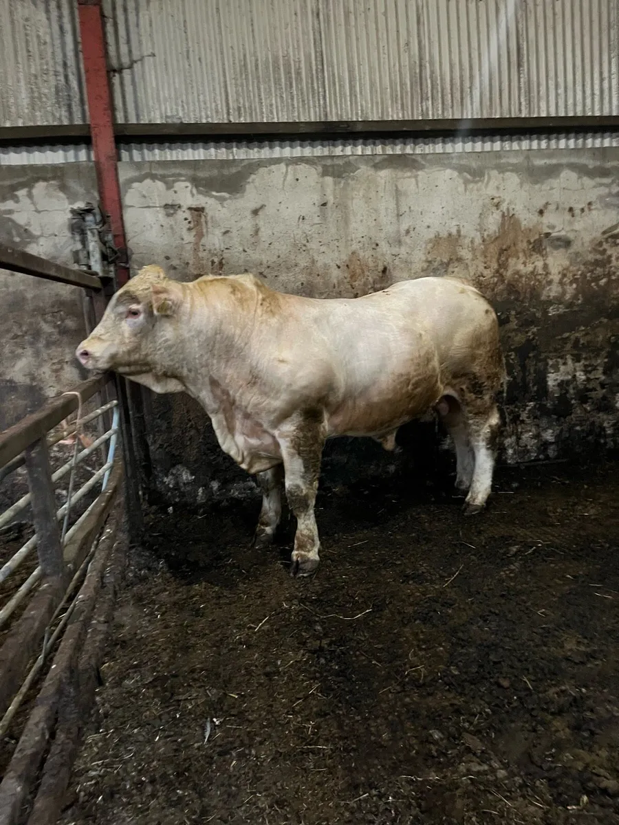 Charolais bull - Image 1