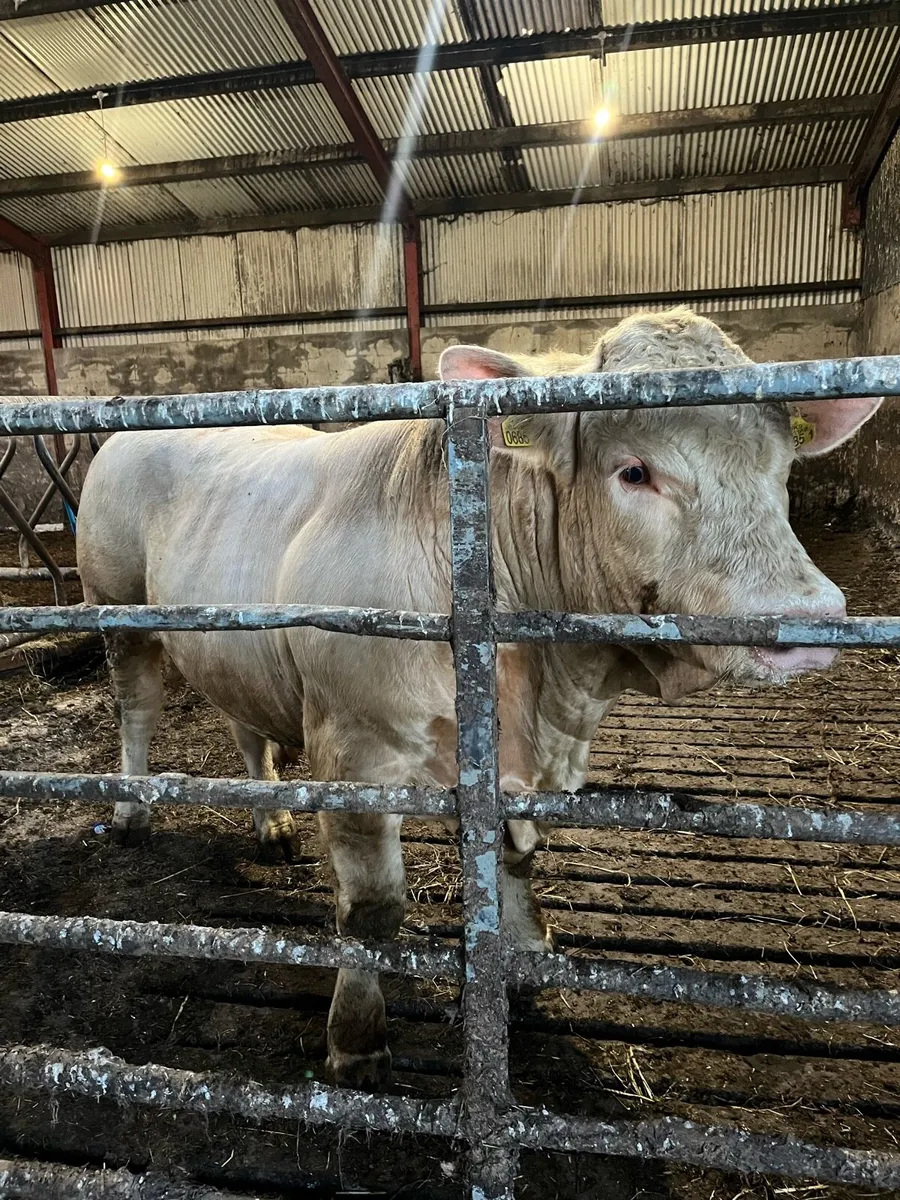 Charolais bull - Image 2