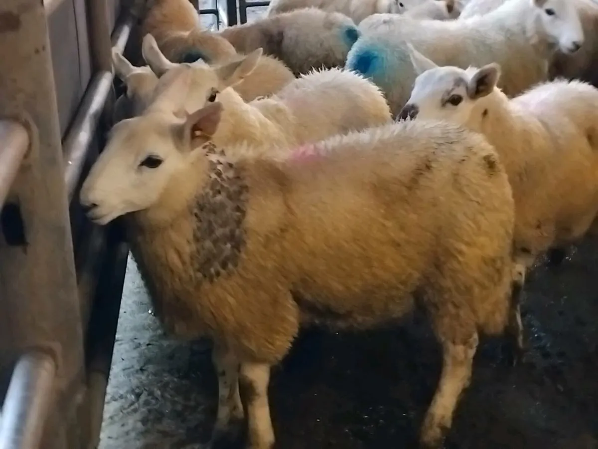27 Cheviot Ewe Lambs - Image 3