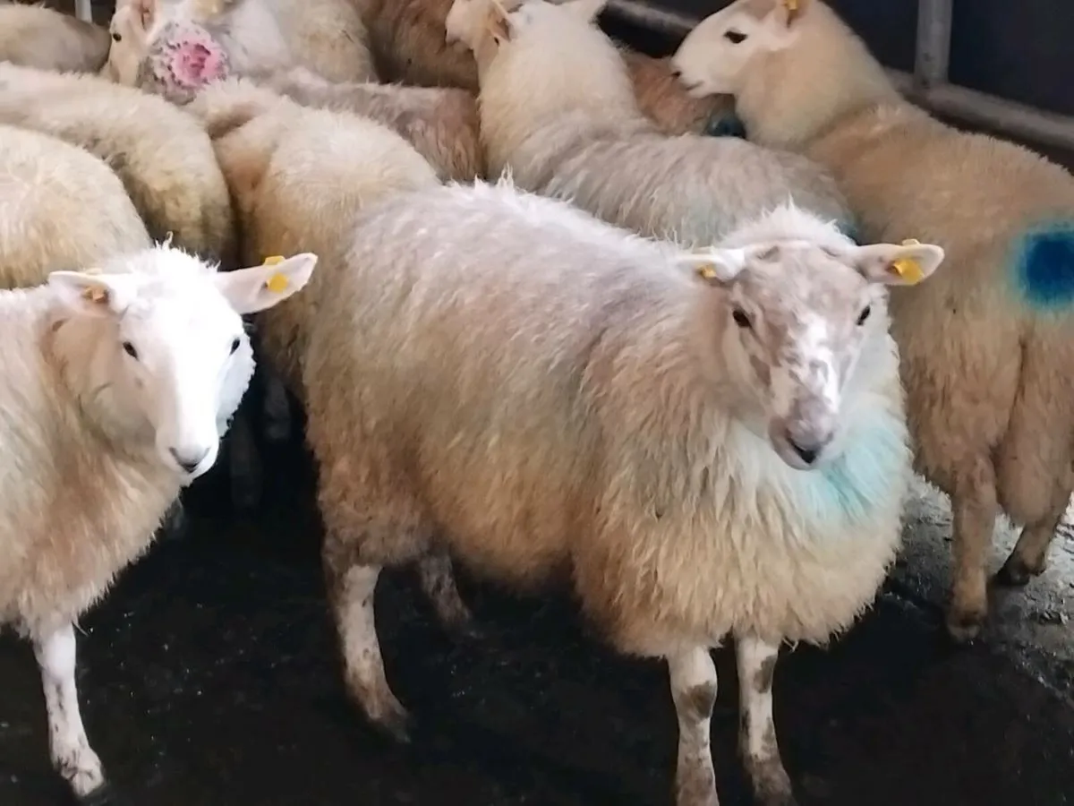 27 Cheviot Ewe Lambs - Image 2