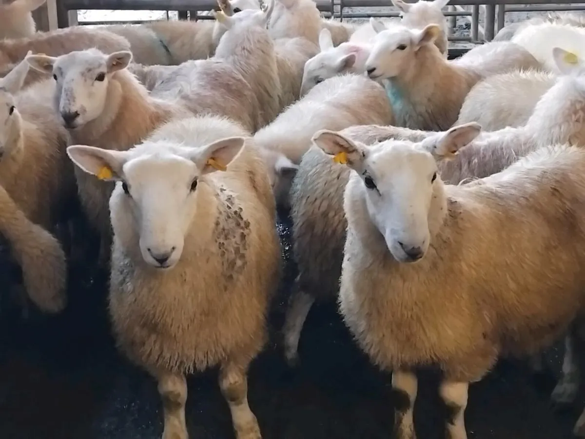 27 Cheviot Ewe Lambs - Image 4