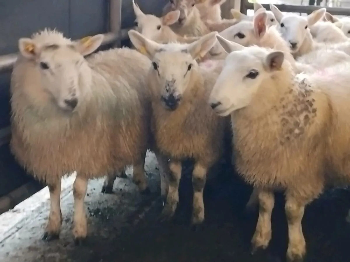 27 Cheviot Ewe Lambs - Image 1