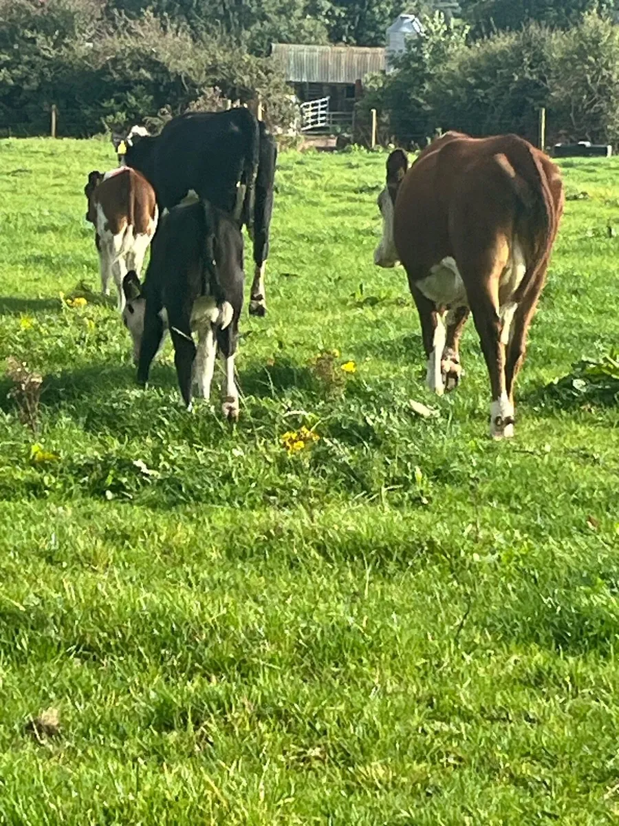 Suckler heifers+ calves - Image 1