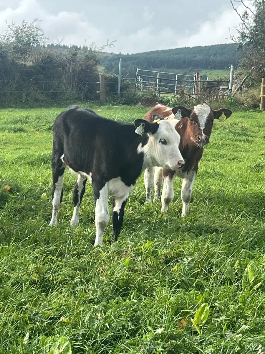 Suckler heifers+ calves - Image 2