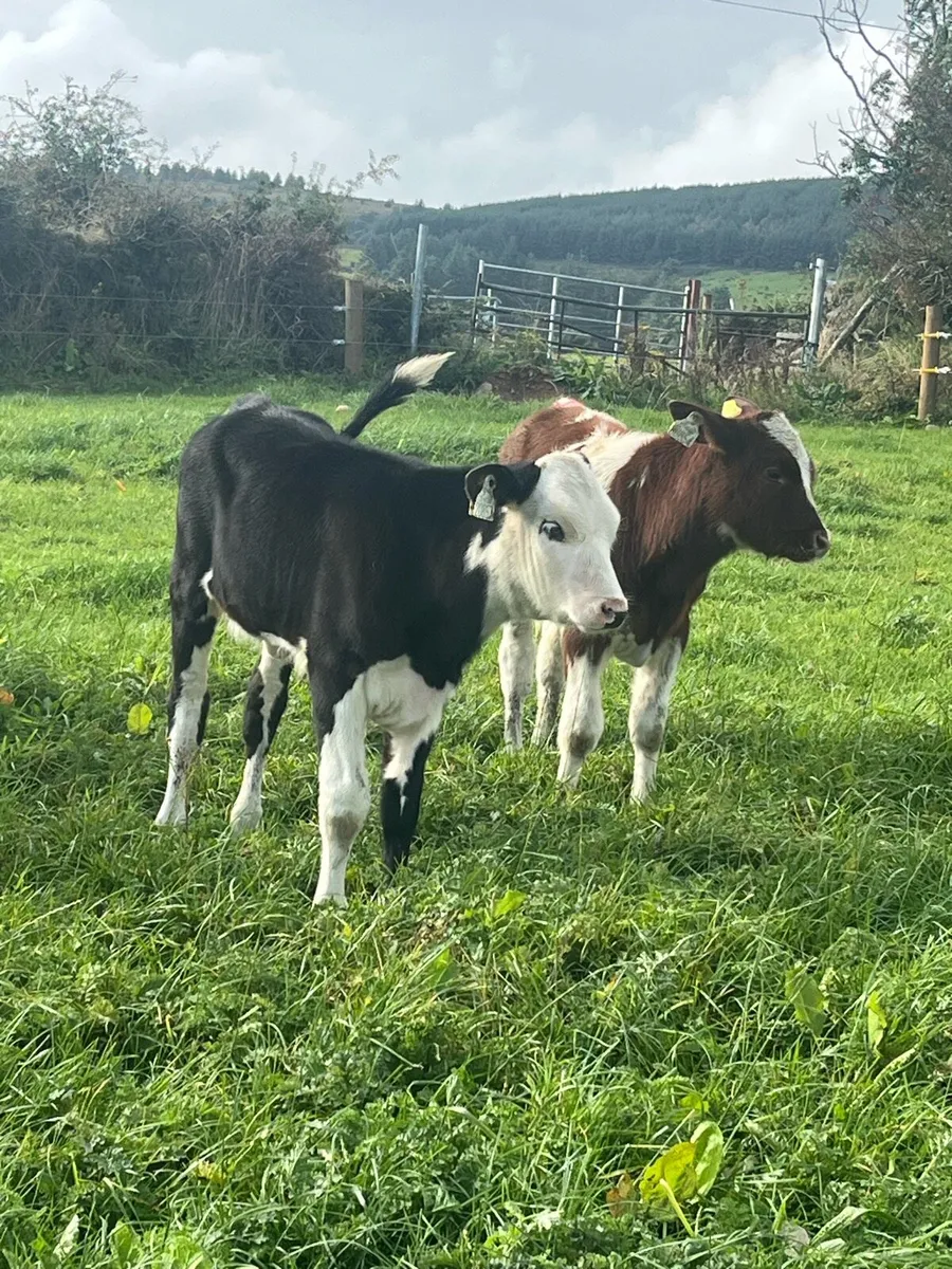 Suckler heifers+ calves - Image 3