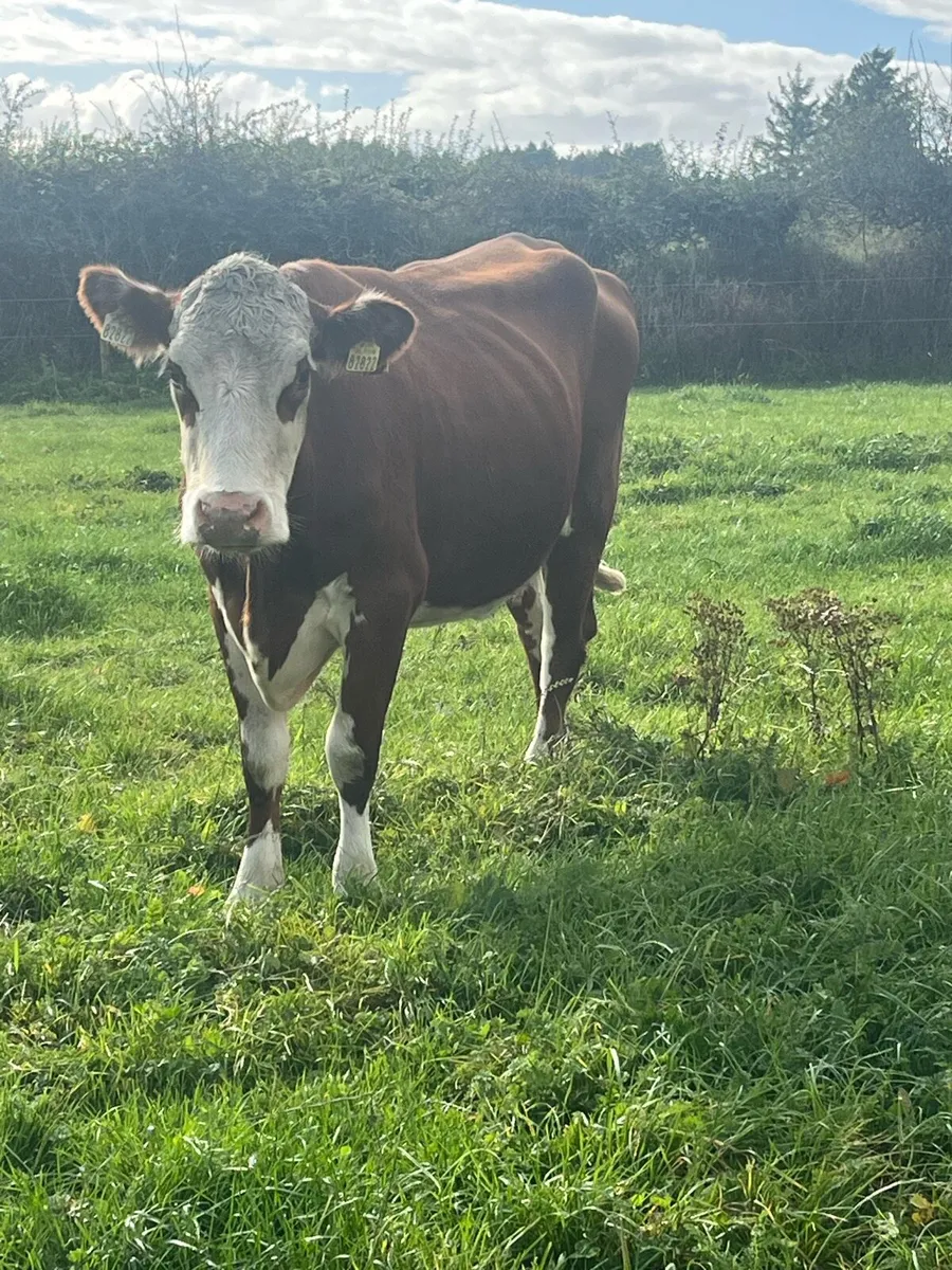 Suckler heifers+ calves - Image 4