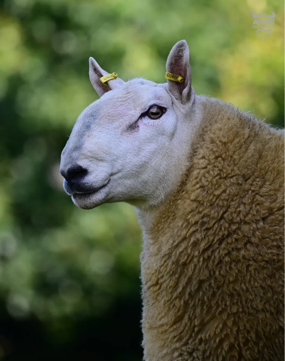 💥Pedigree North Country Chevoits Rams💥 - Image 1
