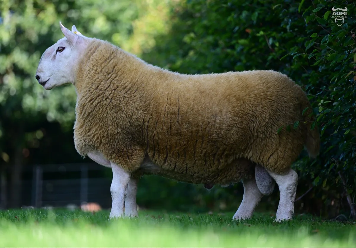 💥Pedigree North Country Chevoits Rams💥 - Image 2