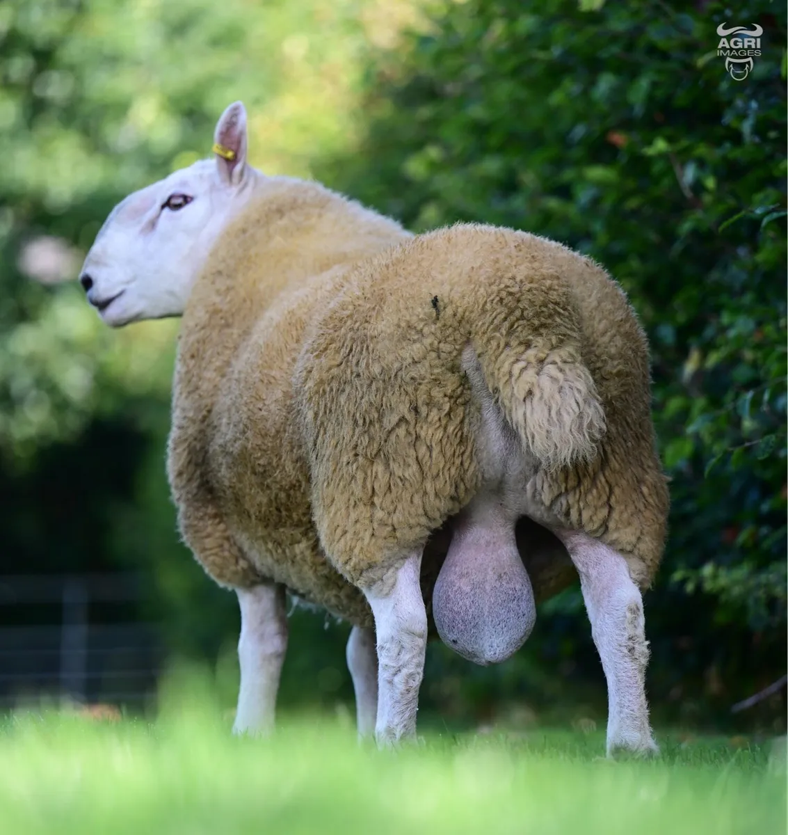 💥Pedigree North Country Chevoits Rams💥 - Image 3