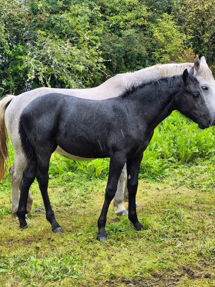 Connemara Filly Foal. - Image 3