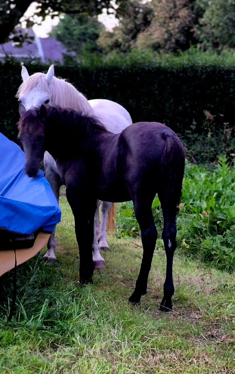 Connemara Filly Foal. - Image 4