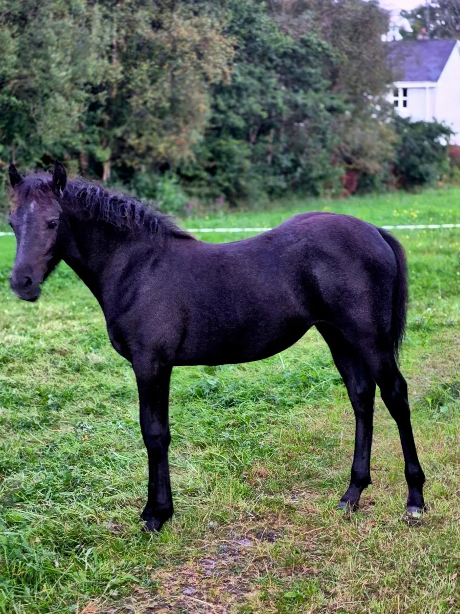 Connemara Filly Foal. - Image 1