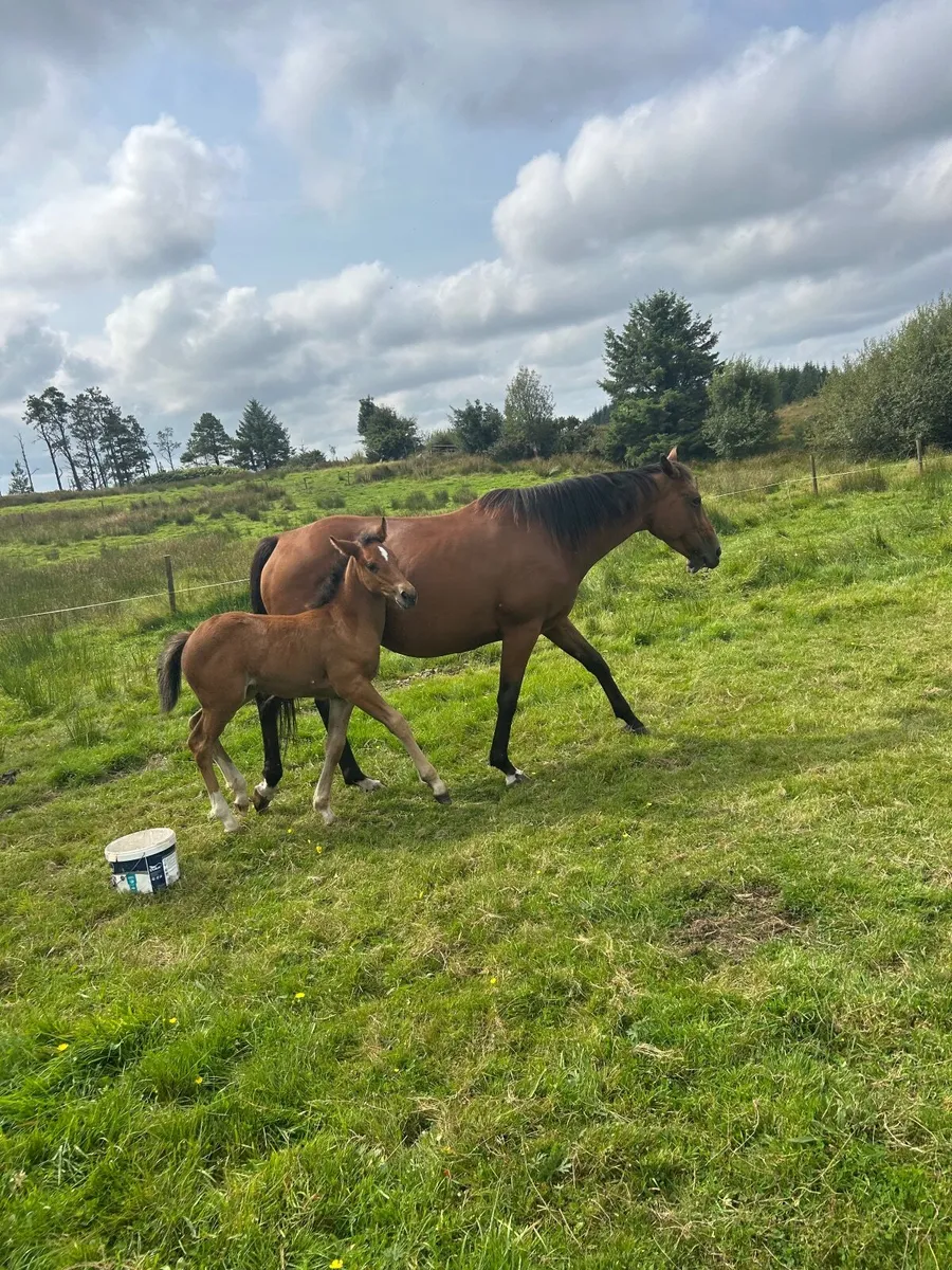 Mare with foal at foot - Image 2
