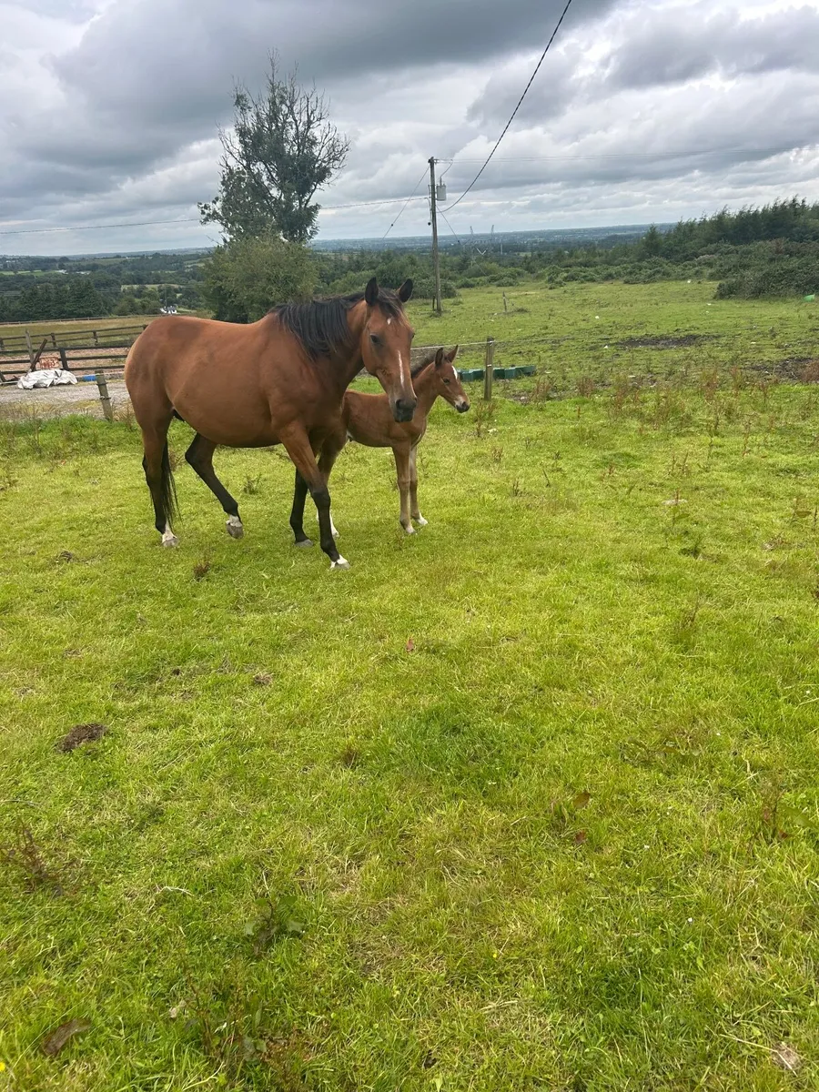Mare with foal at foot - Image 3