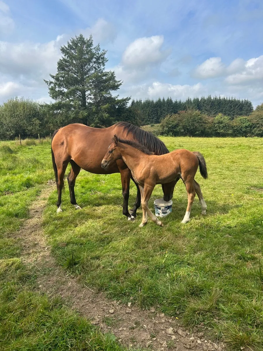 Mare with foal at foot - Image 4