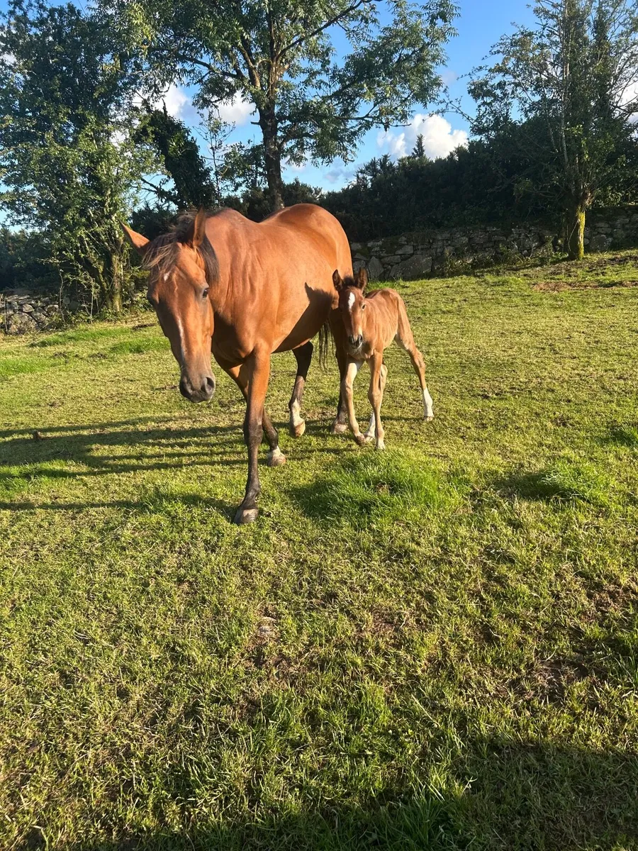Mare with foal at foot - Image 1