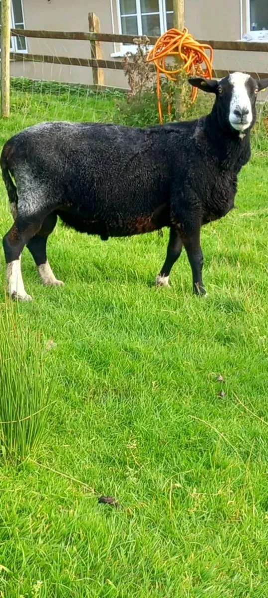 Zwartble ram - Image 2