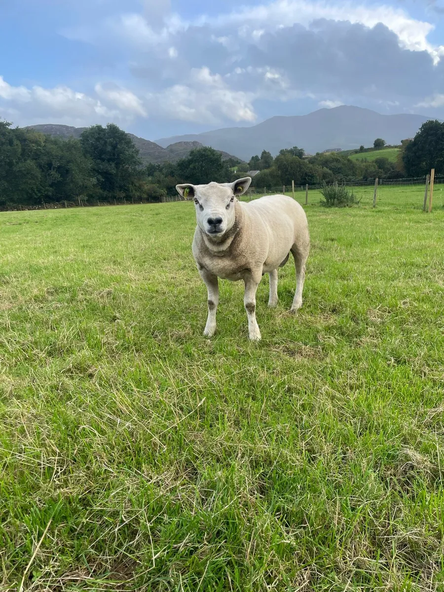 Purebred Texel Hogget ram - Image 1