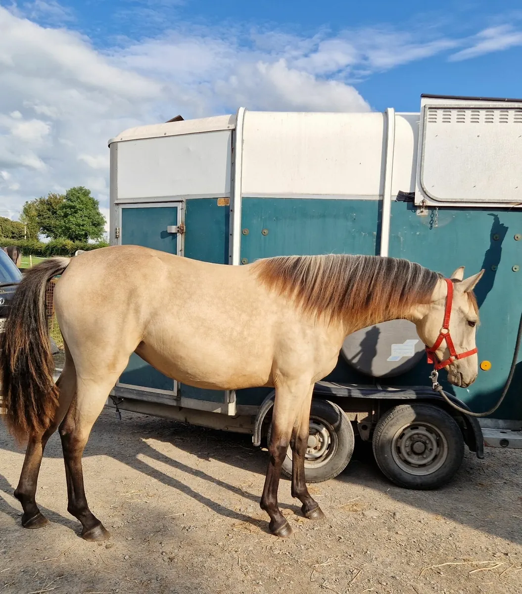 Buckskin yearling filly - Image 2