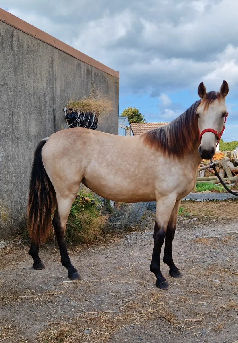 Buckskin yearling filly - Image 1