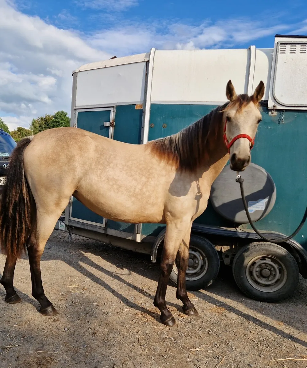 Buckskin yearling filly - Image 3
