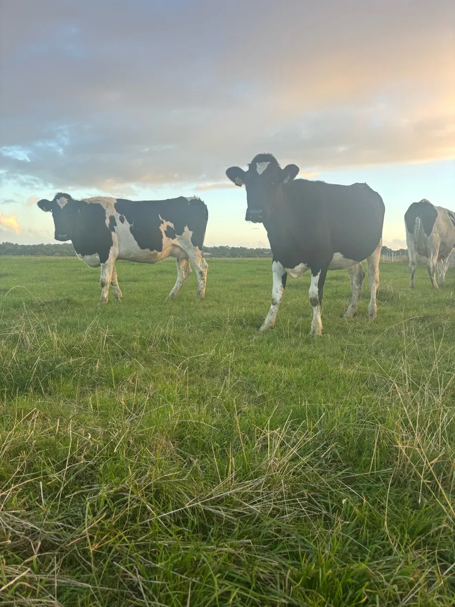 Autumn calving heifers - Image 1