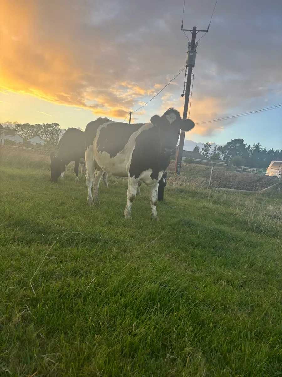 Autumn calving heifers - Image 2