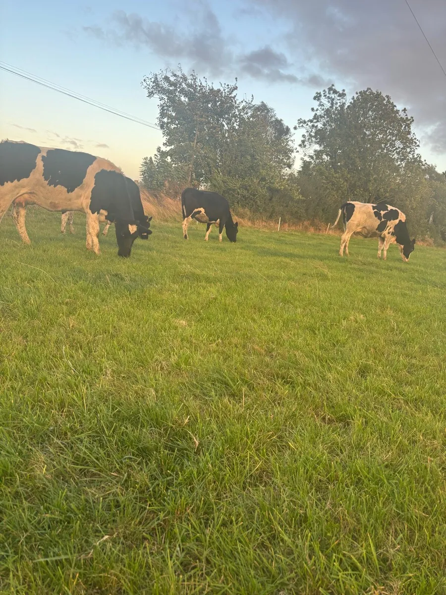 Autumn calving heifers - Image 4