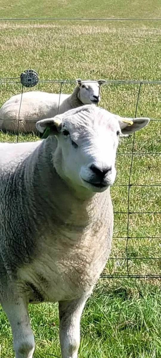 Pedigree Lleyn ram - Image 2