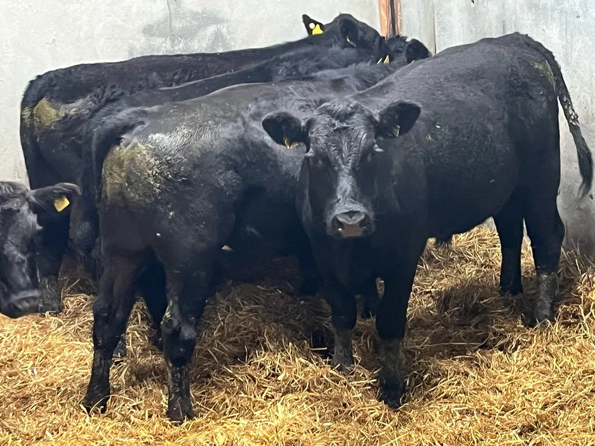 6 Super 400Kg LIM Store Bullocks - Image 2