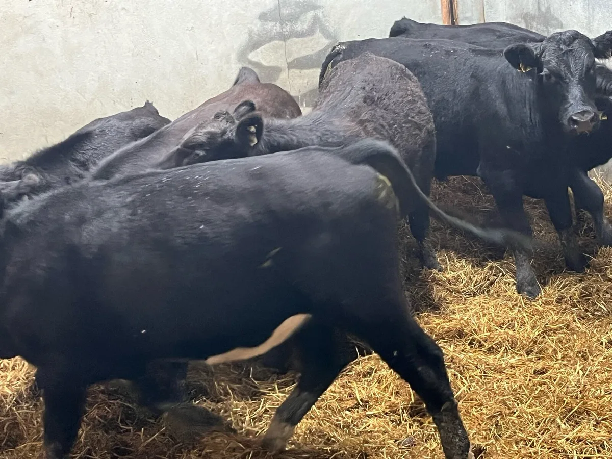 6 Super 400Kg LIM Store Bullocks - Image 4