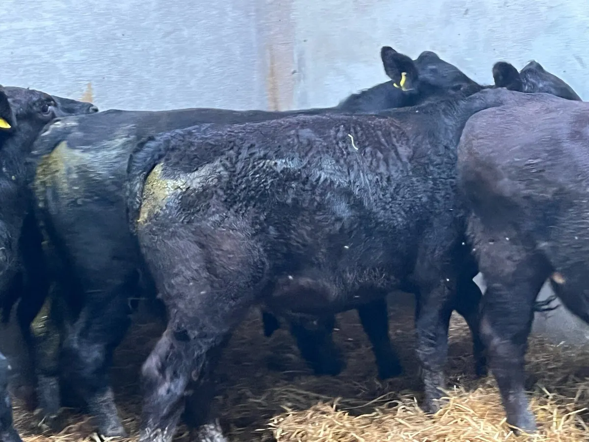 6 Super 400Kg LIM Store Bullocks - Image 1