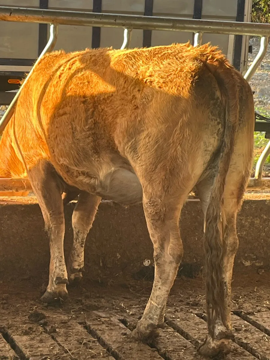 Incalf limousine - Image 1