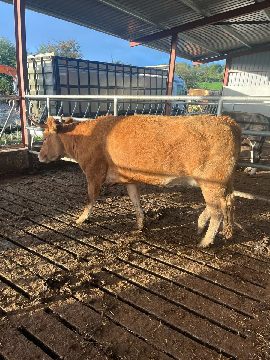 Incalf limousine - Image 2