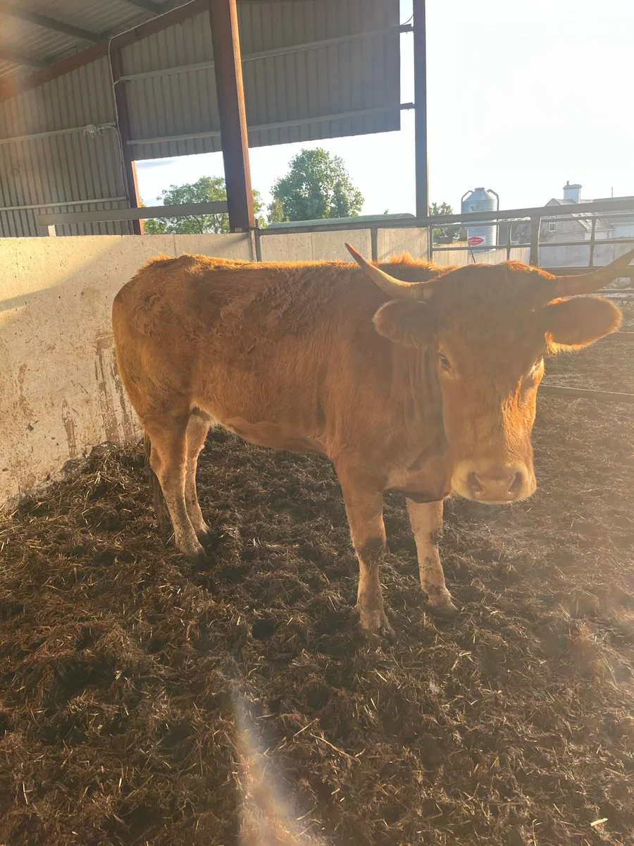 Incalf limousine - Image 3