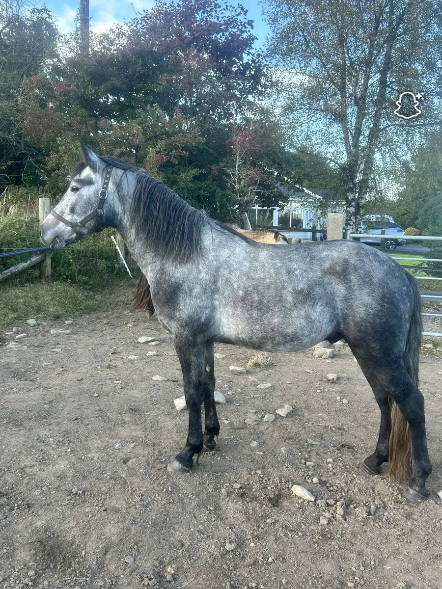 Connemara Pony