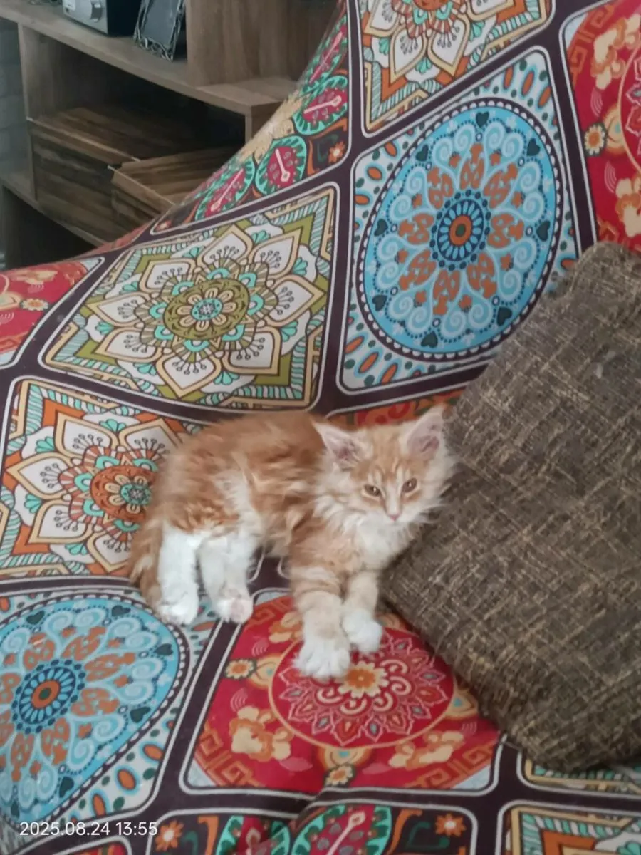 GCCFI Registered Maine Coon Kittens - Image 4