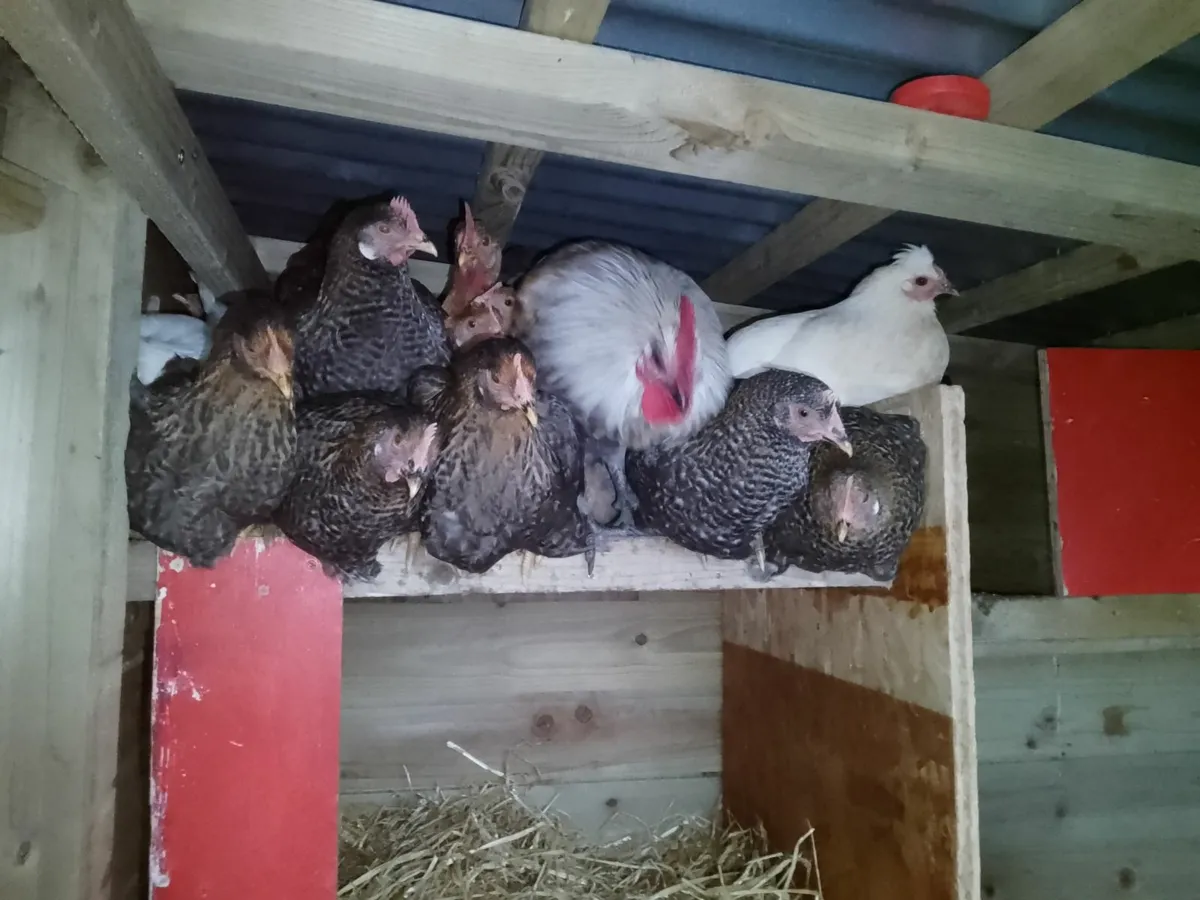 Hens,chicks ,coop, roosters - Image 1